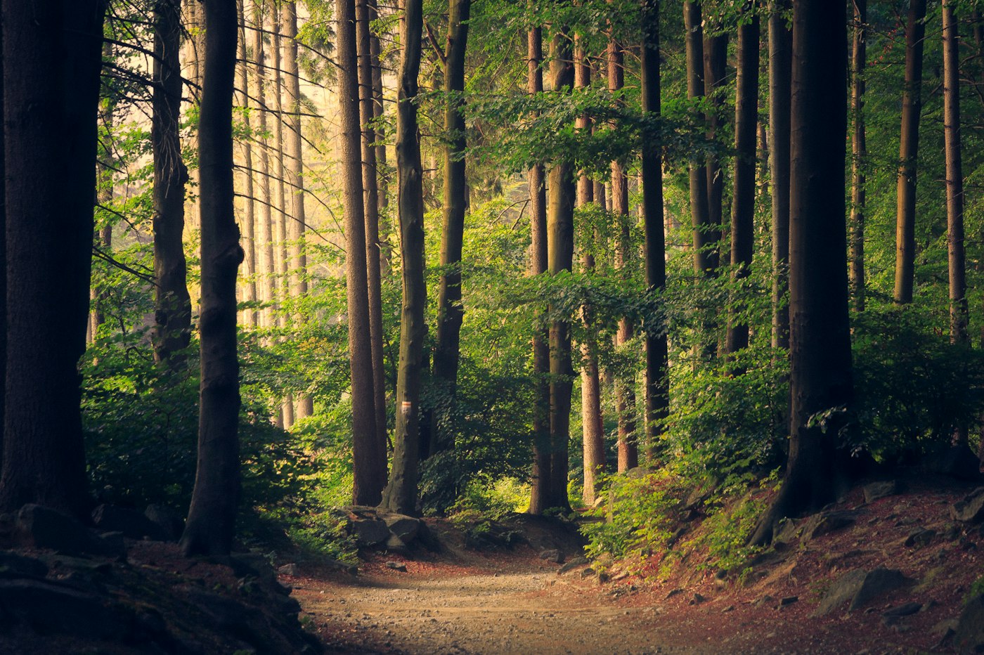 A quiet woodland path in natural light